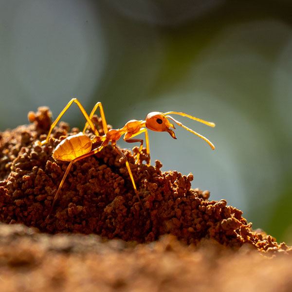 Ants