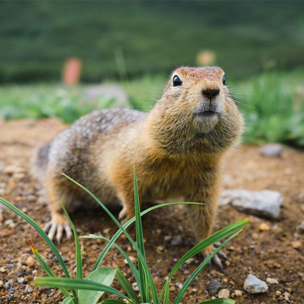 Gopher